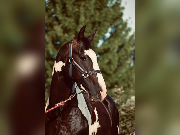 Zangersheider Stallion 10 years 16,2 hh Tobiano-all-colors in JUILLAC