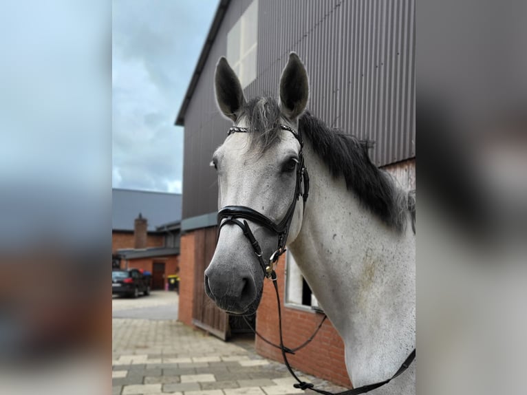 Zangersheider Stallion 10 years 17,2 hh Grey in Daldorf