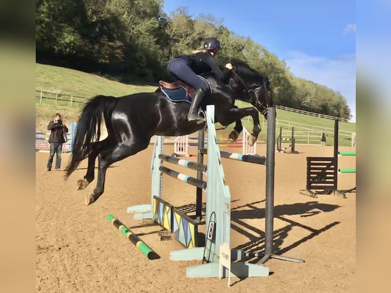 Zangersheider Stallion 11 years 16,1 hh Black in Canterbury