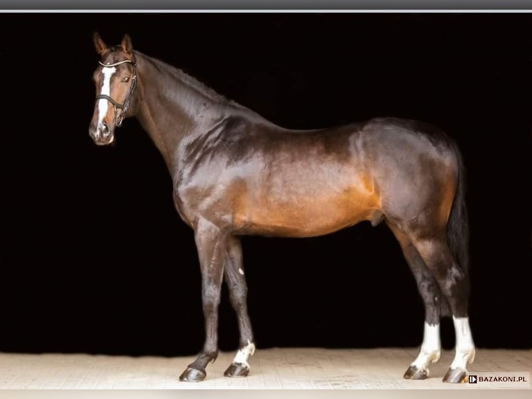 Zangersheider Stallion 11 years Smoky-Black in Jeziorany
