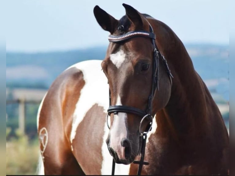 Zangersheider Stallion 12 years 16,1 hh Pinto in Gstaad