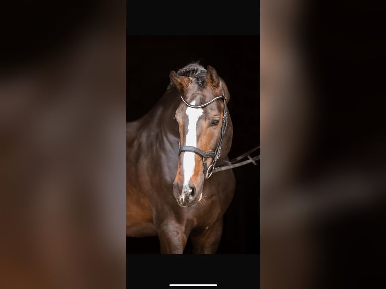 Zangersheider Stallion 12 years Smoky-Black in Jeziorany