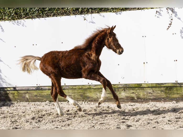 Zangersheider Stallion 1 year 12.3 hh Chestnut-Red in Waddinxveen