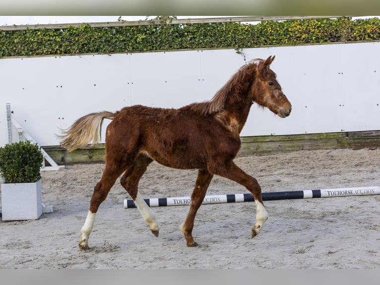 Zangersheider Stallion 1 year 12.3 hh Chestnut-Red in Waddinxveen
