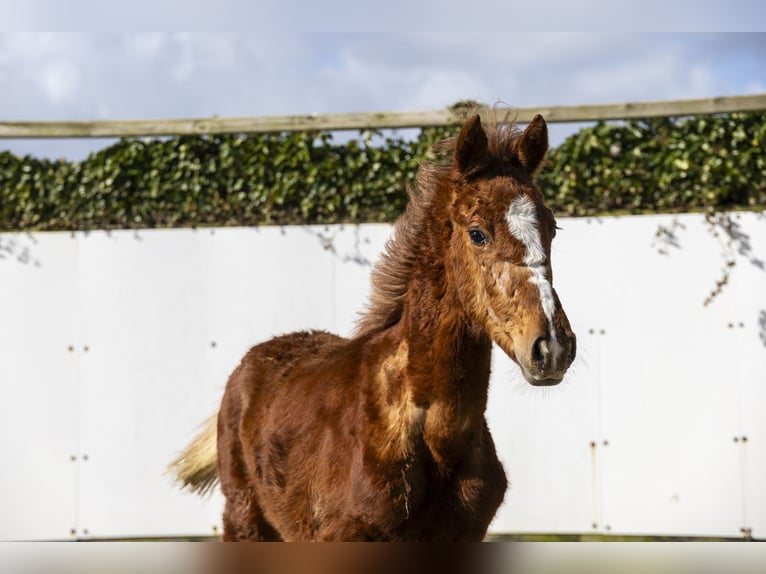 Zangersheider Stallion 1 year 12.3 hh Chestnut-Red in Waddinxveen