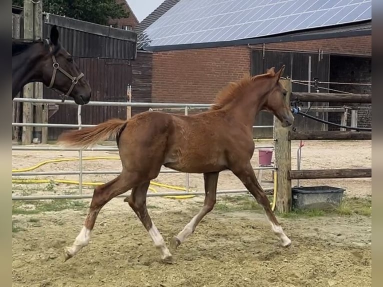 Zangersheider Stallion 1 year 12,1 hh Chestnut-Red in Kevelaer