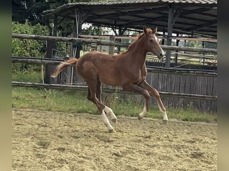 Zangersheider Stallion 1 year 12,1 hh Chestnut-Red in Kevelaer