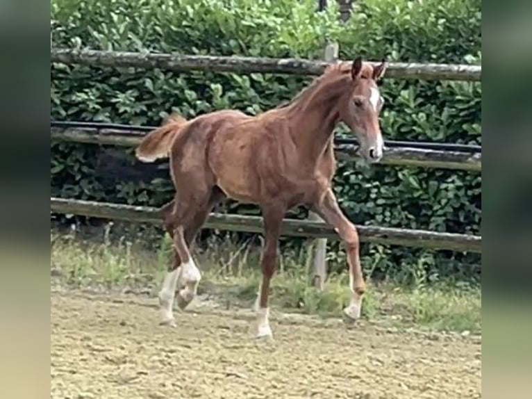Zangersheider Stallion 1 year 12,1 hh Chestnut-Red in Kevelaer