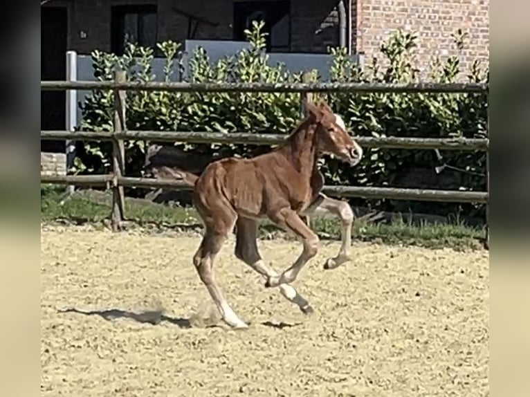 Zangersheider Stallion 1 year 12,1 hh Chestnut-Red in Kevelaer