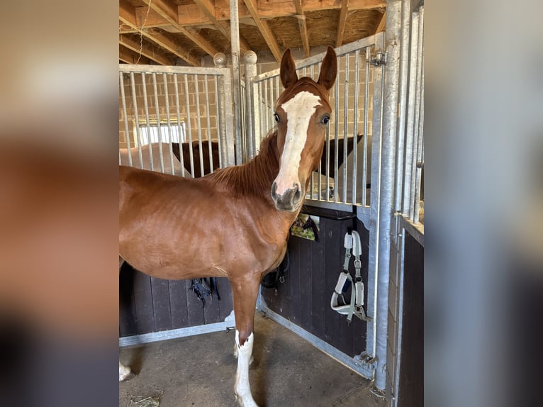 Zangersheider Stallion 1 year 13,2 hh Chestnut-Red in Elsenborn