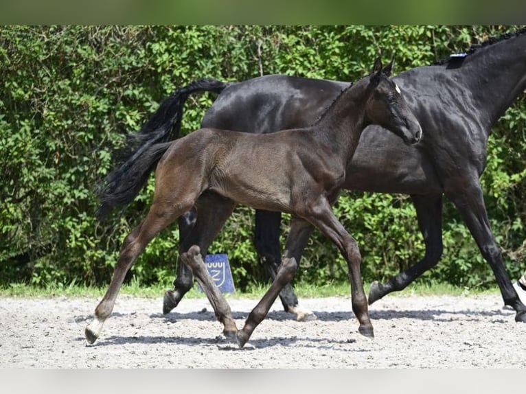 Zangersheider Stallion 1 year 14,2 hh Bay-Dark in Hepscheid