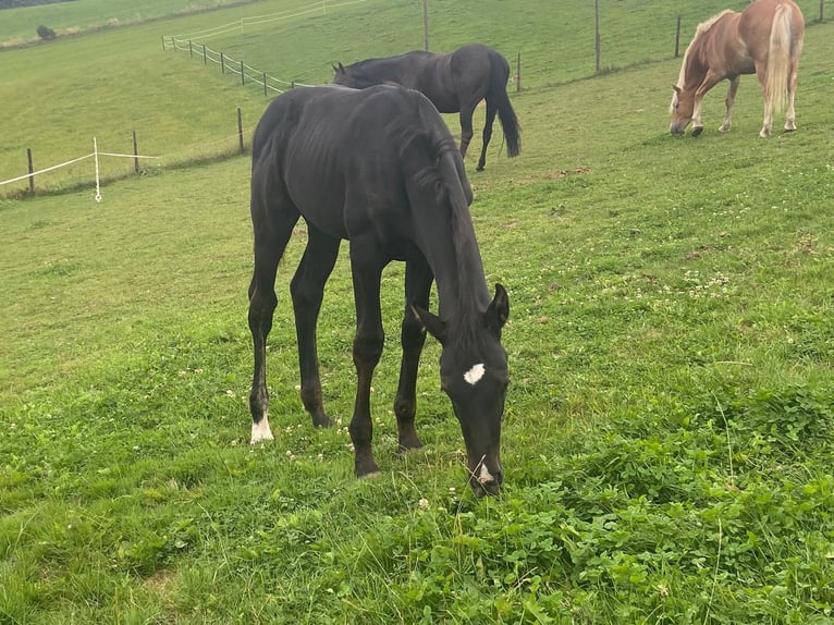 Zangersheider Stallion 1 year 14,2 hh Bay-Dark in Hepscheid