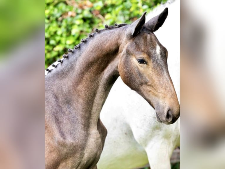 Zangersheider Stallion 1 year 14.2 hh Grey in Kedichem