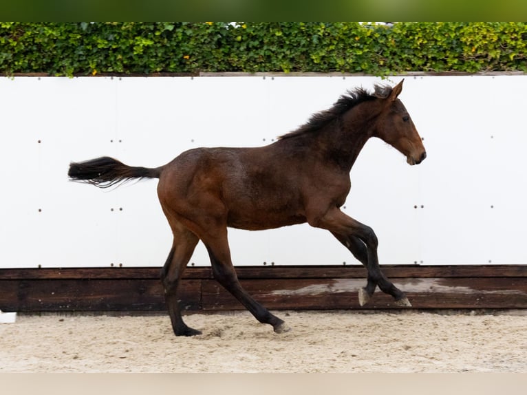 Zangersheider Stallion 1 year 14,1 hh Brown in Waddinxveen Zangersheider Stallion 1 year 14,1 hh Brown in Waddinxveen