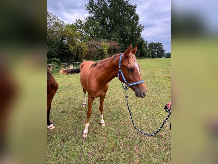 Zangersheider Stallion 1 year 14,1 hh Chestnut-Red in Satow