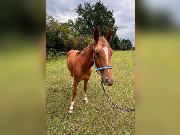 Zangersheider Stallion 1 year 14,1 hh Chestnut-Red in Satow