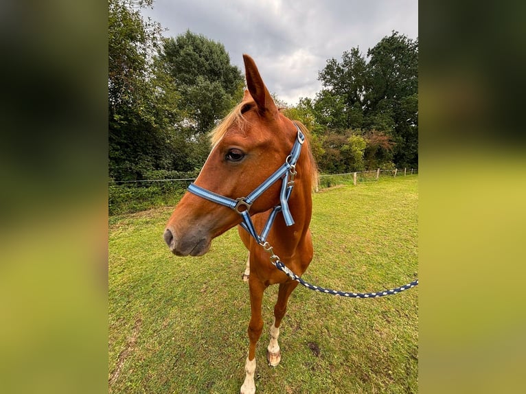 Zangersheider Stallion 1 year 14,1 hh Chestnut-Red in Satow