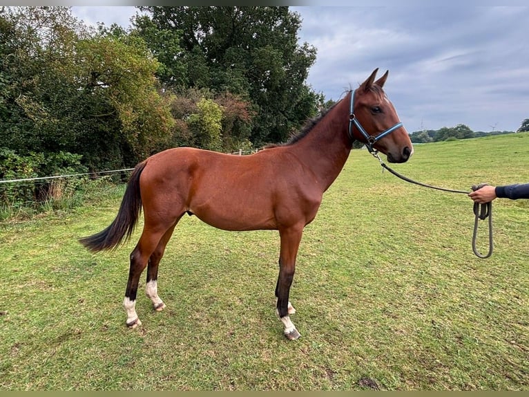 Zangersheider Stallion 1 year 14,2 hh Brown in Satow