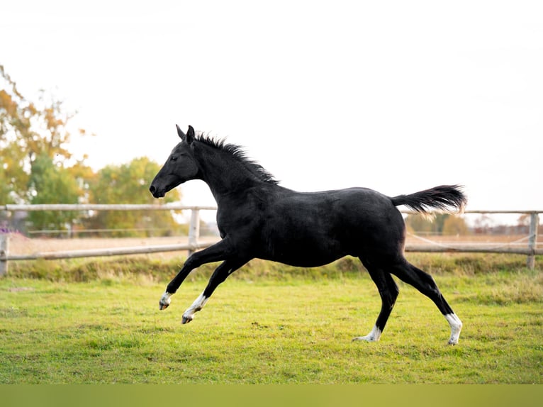 Zangersheider Mix Stallion 1 year 15,1 hh Black in Runowo
