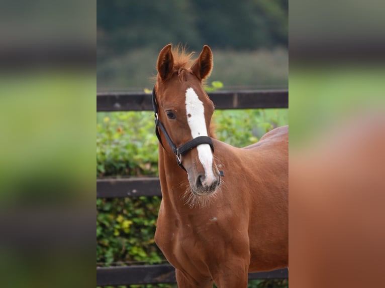 Zangersheider Stallion 1 year 15,1 hh Chestnut-Red in Nuenen