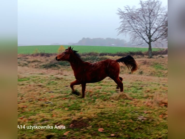 Zangersheider Stallion 1 year 15,2 hh Brown in Zajączkówko