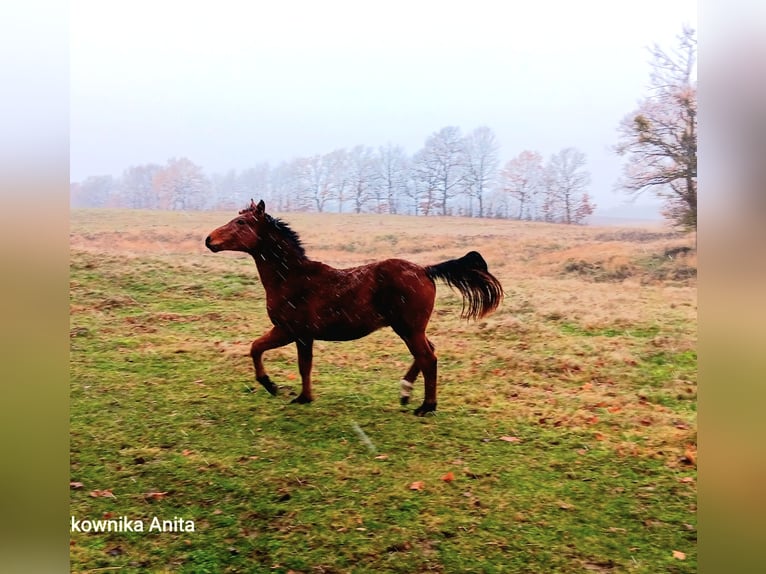 Zangersheider Stallion 1 year 15,2 hh Brown in Zajączkówko