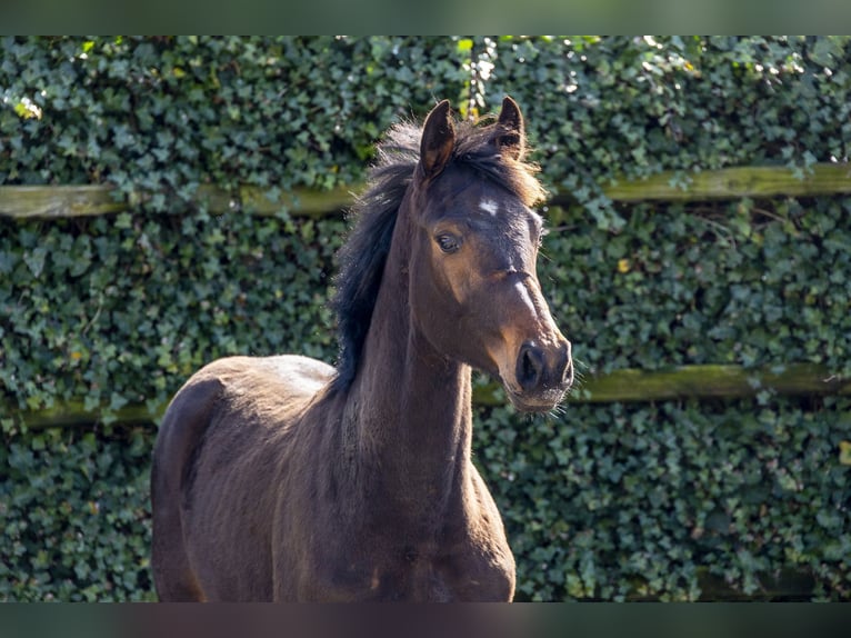 Zangersheider Stallion 1 year 15.2 hh Brown in Waddinxveen