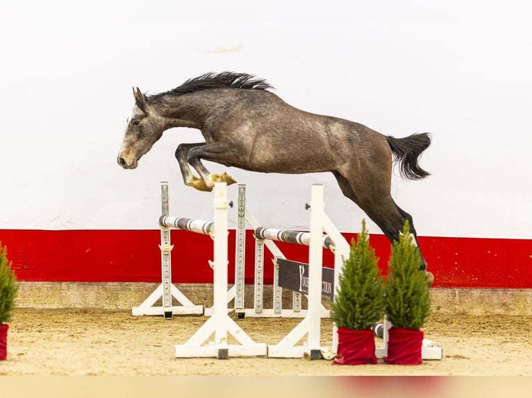 Zangersheider Stallion 1 year 15,1 hh Grey-Dark-Tan in Waddinxveen