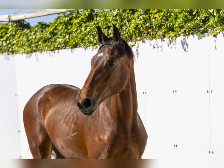 Zangersheider Stallion 1 year 15,1 hh in Waddinxveen