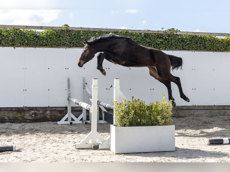 Zangersheider Stallion 1 year 15,2 hh Brown in Waddinxveen