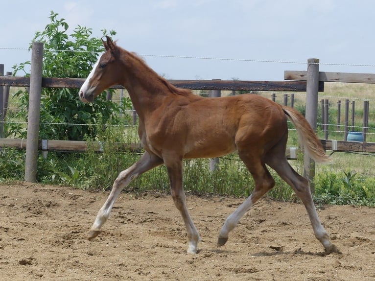 Zangersheider Stallion 1 year 16,1 hh Chestnut-Red in Mücheln (Geiseltal)