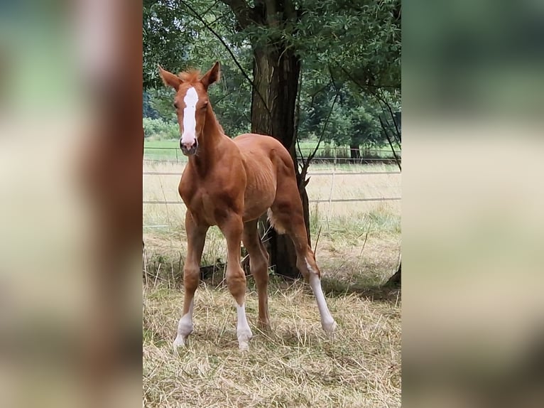 Zangersheider Stallion 1 year 16.1 hh Chestnut-Red in Schnega Schnega