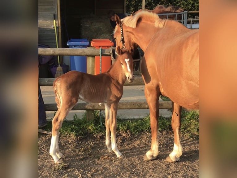 Zangersheider Stallion 1 year 16,1 hh Chestnut in Canterbury