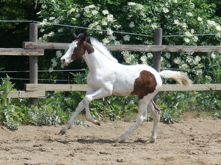 Zangersheider Stallion 1 year 16,1 hh Pinto in Mücheln (Geiseltal)