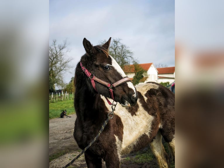 Zangersheider Stallion 1 year 16.2 hh Black in Saint André de cubzac