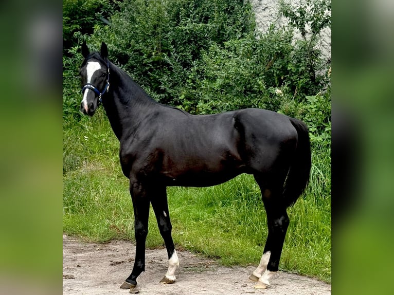Zangersheider Stallion 1 year 16.2 hh Black in Brzyków