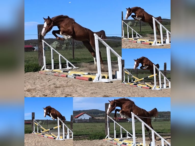 Zangersheider Stallion 1 year 16.2 hh Chestnut-Red in Dobromierz