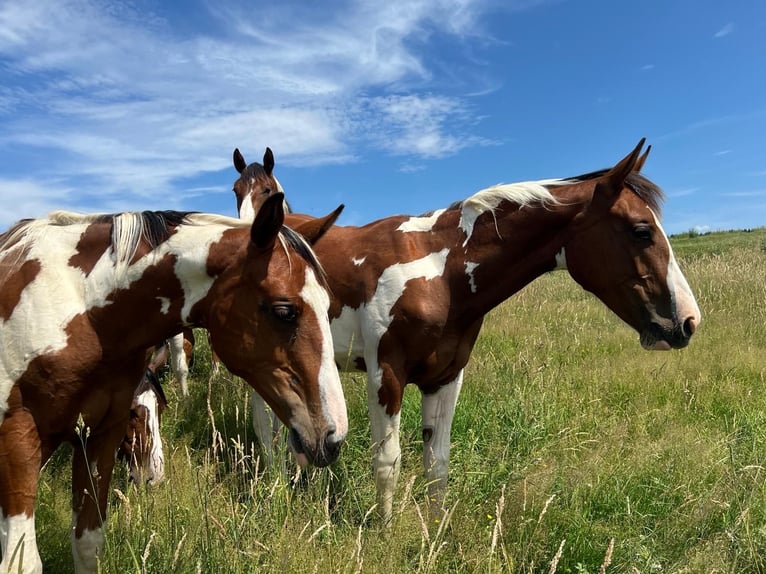 Zangersheider Stallion 1 year 16.2 hh Pinto in Libramont