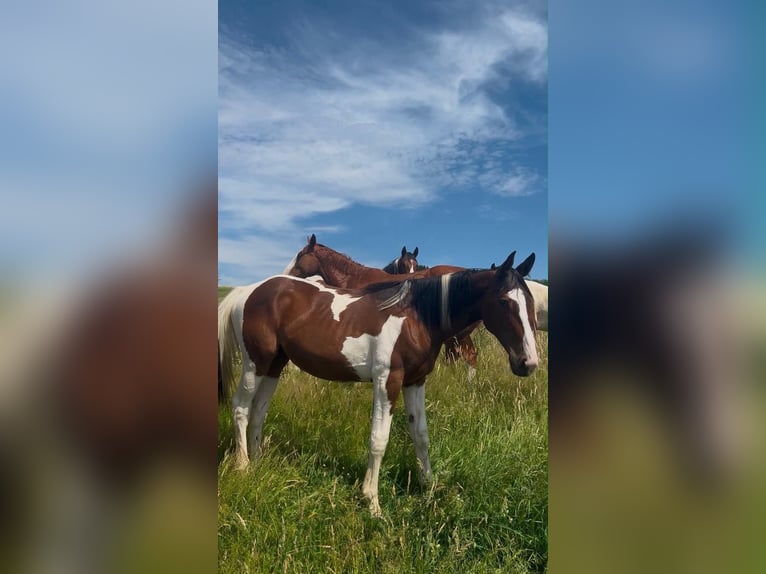 Zangersheider Stallion 1 year 16.2 hh Pinto in Libramont
