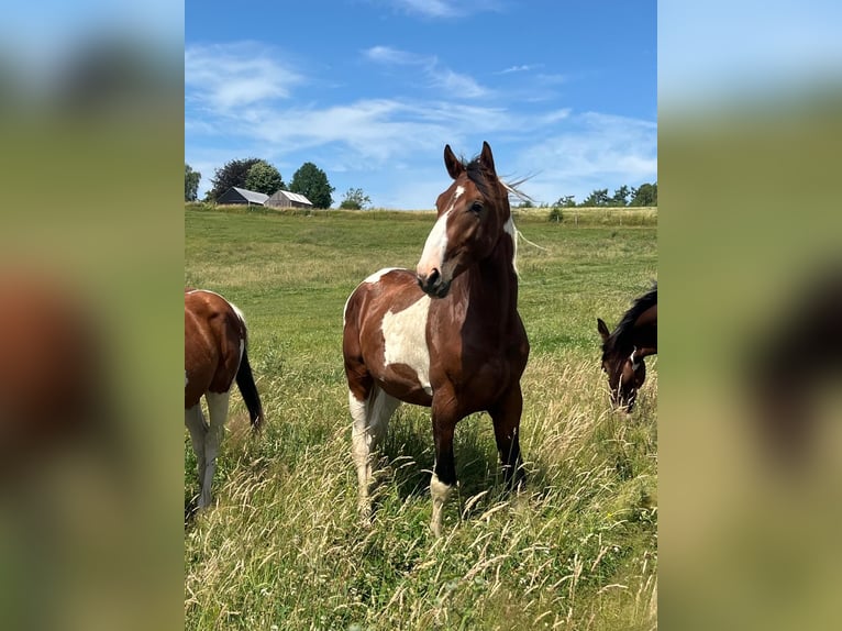 Zangersheider Stallion 1 year 16.2 hh Pinto in Libramont