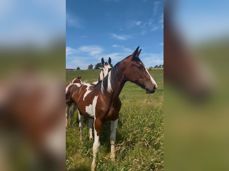 Zangersheider Stallion 1 year 16.2 hh Pinto in Libramont