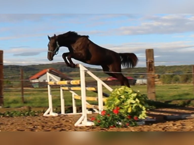 Zangersheider Stallion 1 year 16,2 hh Smoky-Black in Dobromierz