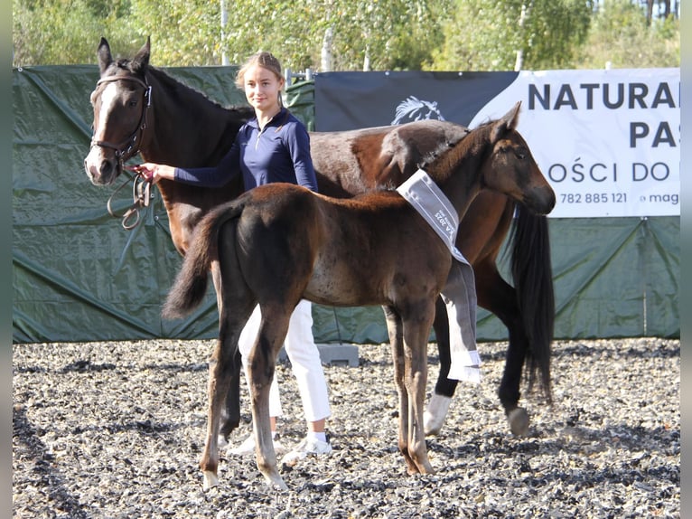 Zangersheider Stallion 1 year 16.3 hh Smoky-Black in Budy Mszczonowskie