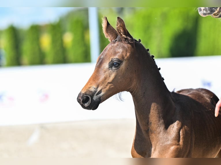 Zangersheider Stallion 1 year 16.3 hh Smoky-Black in Budy Mszczonowskie
