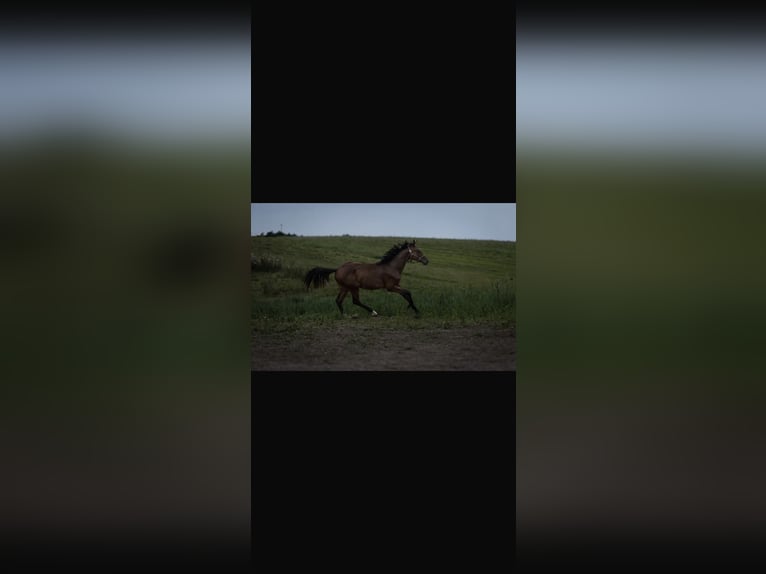 Zangersheider Stallion 1 year 16 hh Bay in Ujście