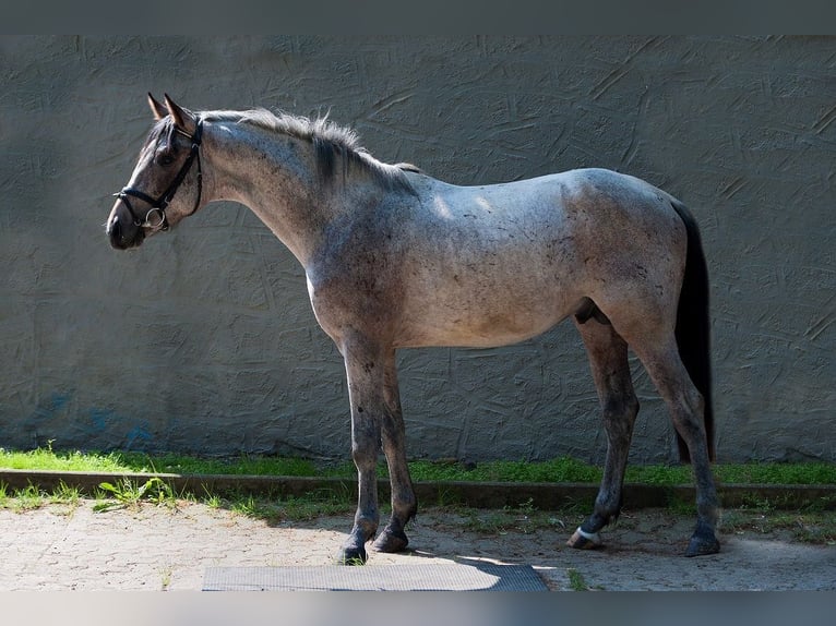 Zangersheider Stallion 1 year 16 hh Roan-Bay in Altmelon