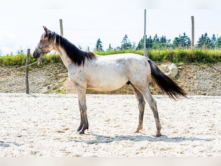 Zangersheider Stallion 1 year 16 hh Roan-Bay in Altmelon