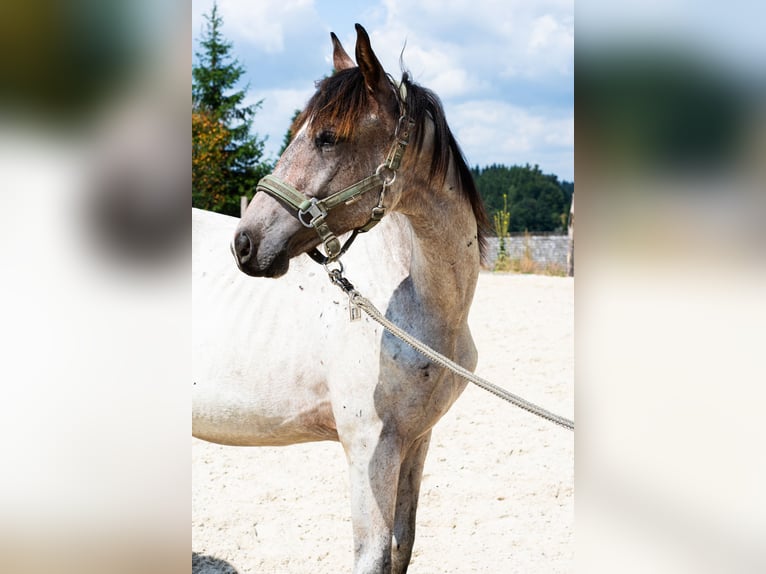 Zangersheider Stallion 1 year 16 hh Roan-Bay in Altmelon