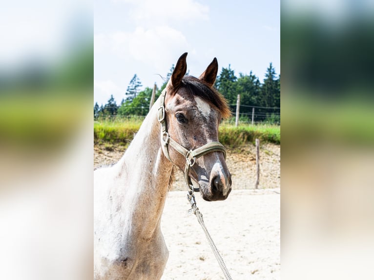 Zangersheider Stallion 1 year 16 hh Roan-Bay in Altmelon