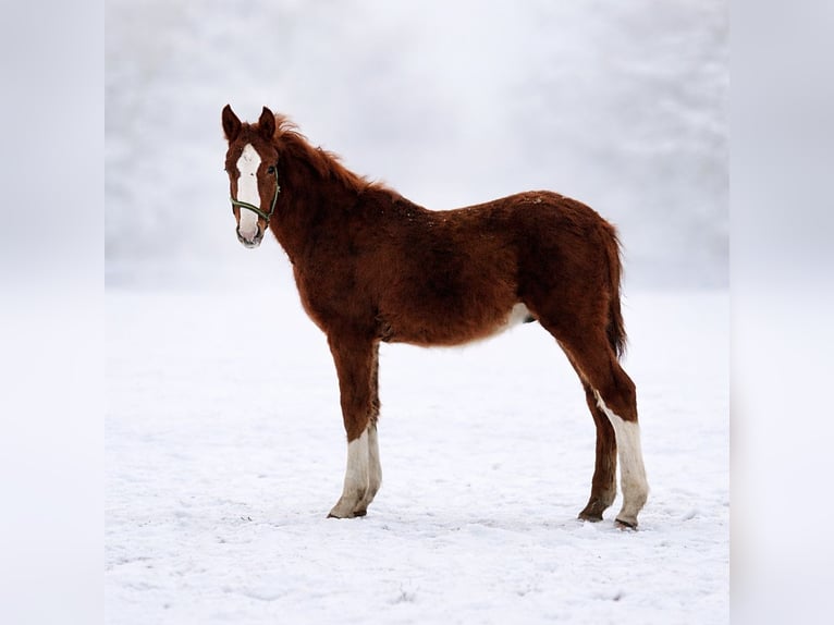 Zangersheider Stallion 1 year 16,1 hh Chestnut-Red in Schnega Schnega